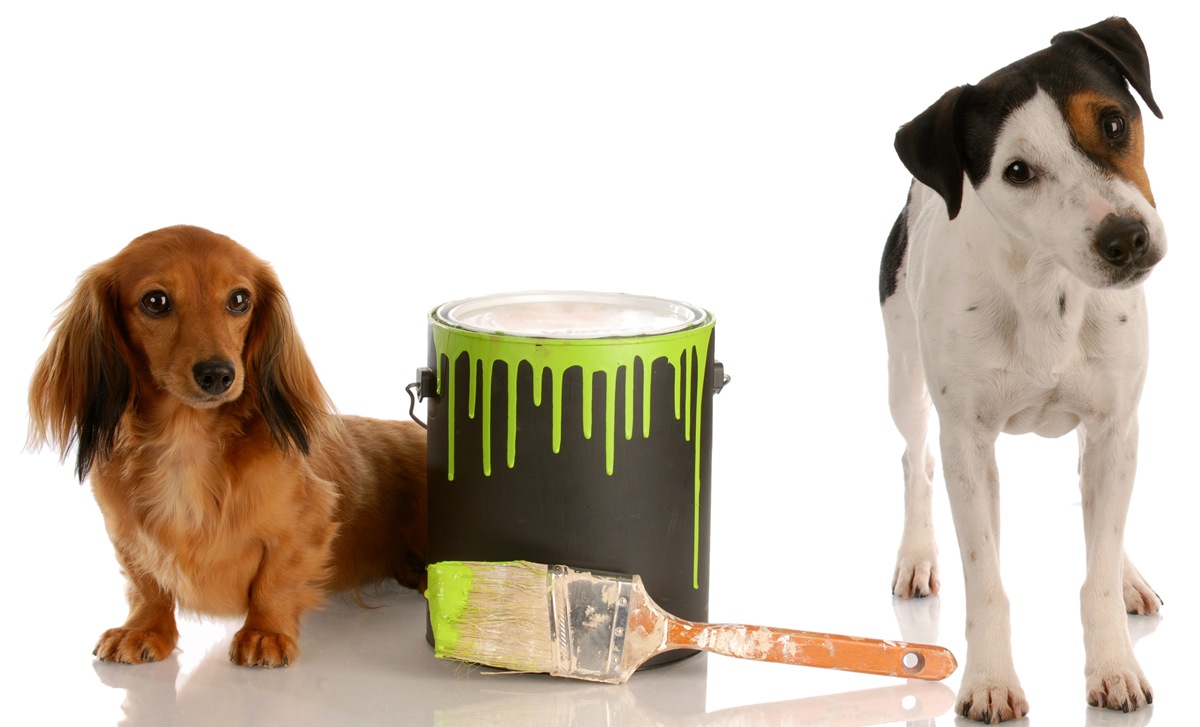 helpful decorating dogs